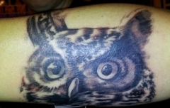 kr-animals-owl01